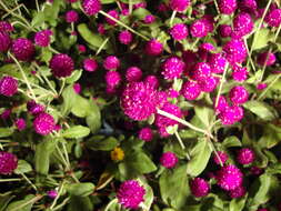 Image of Globe Amaranth