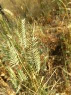 Image of wheatgrass