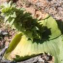 Слика од Whiteheadia bifolia (Jacq.) Baker