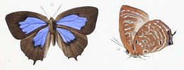 Image of Arhopala acetes (Hewitson 1862)