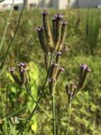 Image of Brazilian Vervain