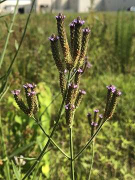 Image of Brazilian Vervain