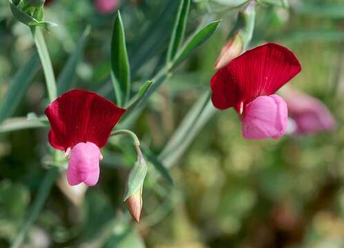 Imagem de Lathyrus clymenum L.