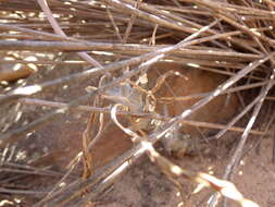 Image of Tylecodon ventricosus (Burm. fil.) H. Tölken