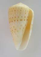 صورة Conus infrenatus Reeve 1848