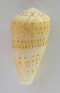 صورة Conus infrenatus Reeve 1848