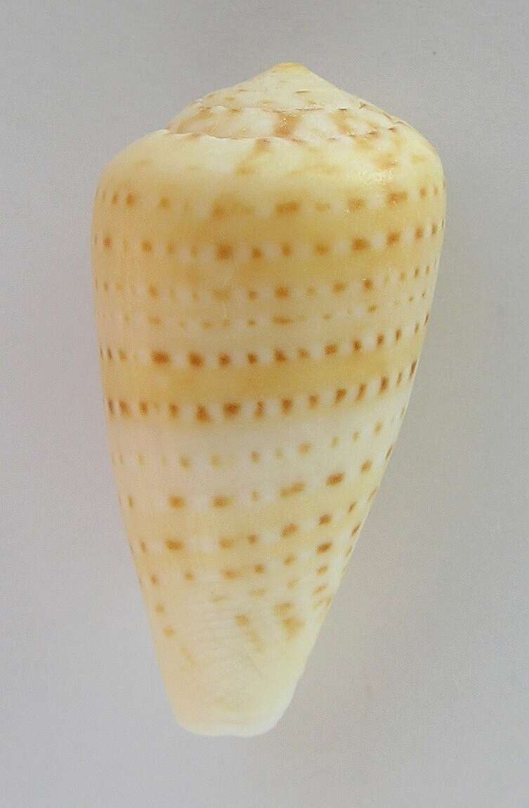 صورة Conus infrenatus Reeve 1848