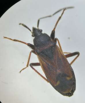 Image of Eremocoris plebejus (Fallen & C. F. 1807)