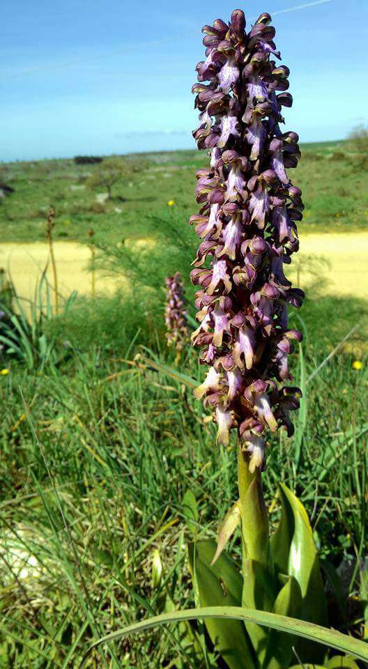 Himantoglossum robertianum (Loisel.) P. Delforge resmi