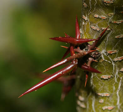 Plancia ëd Gleditsia triacanthos L.