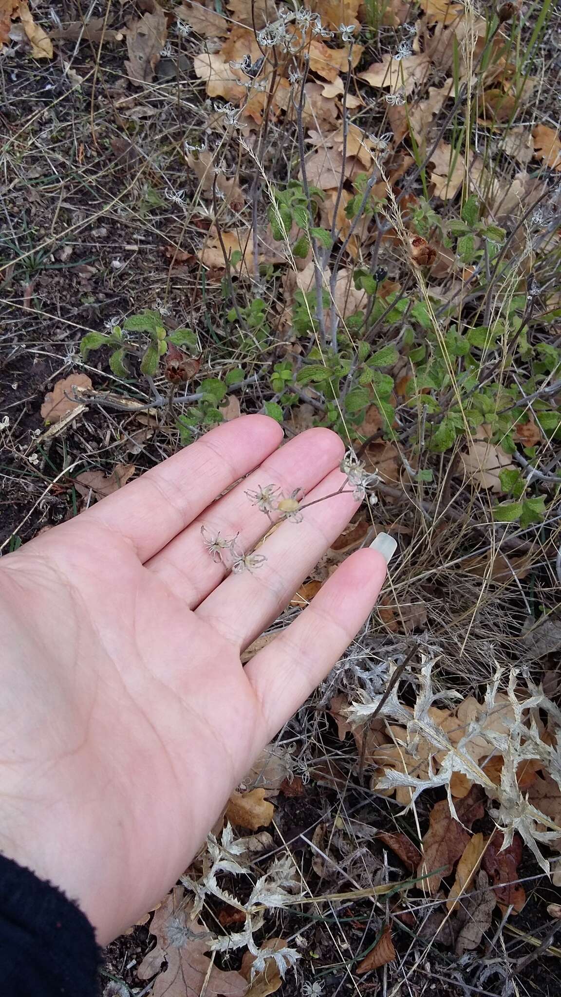 Image of willowleaf frostweed