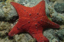 Image of Anthaster valvulatus (Muller & Troschel 1843)