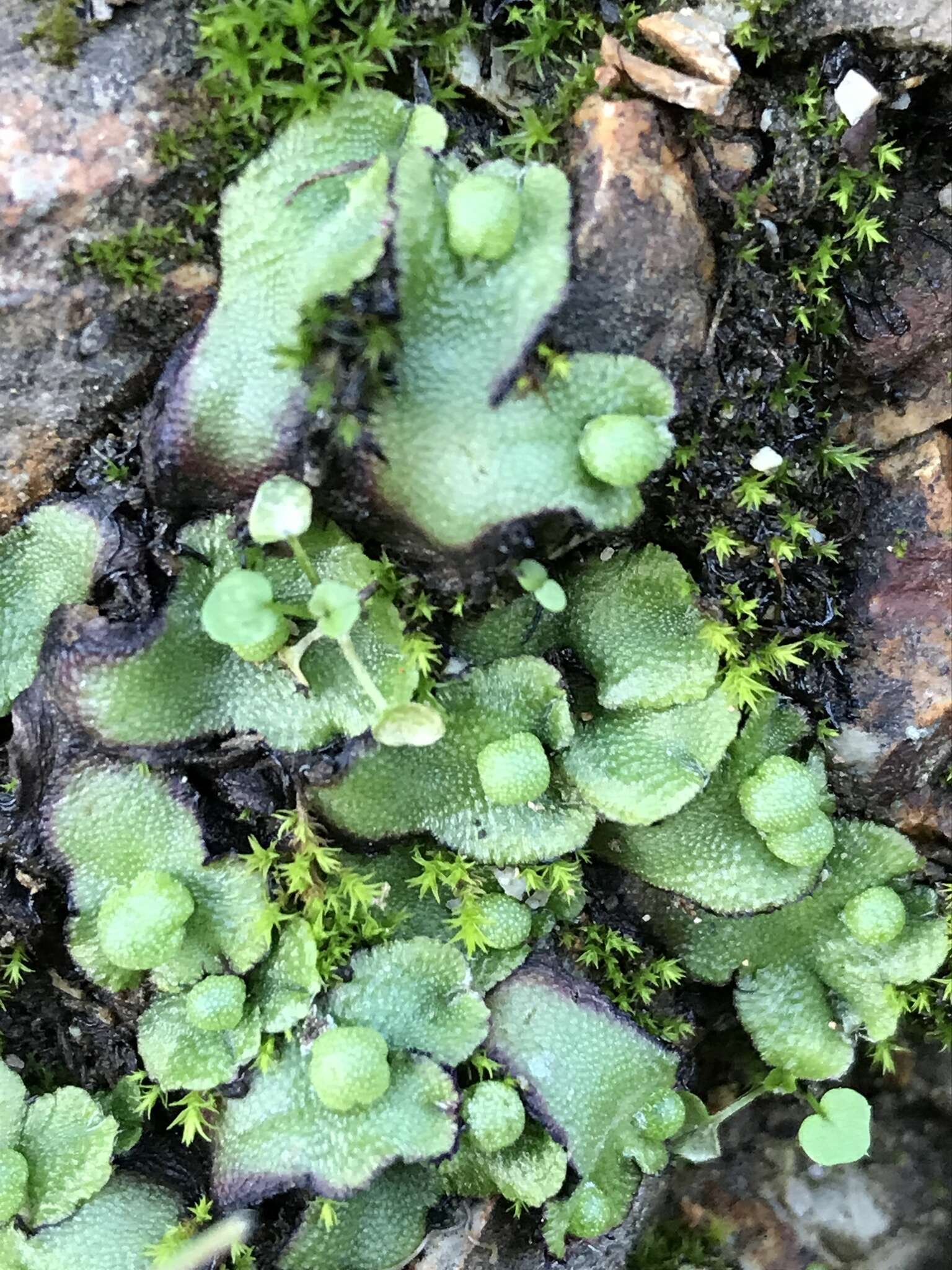 Image of Asterella californica (Hampe ex Austin) Underw.