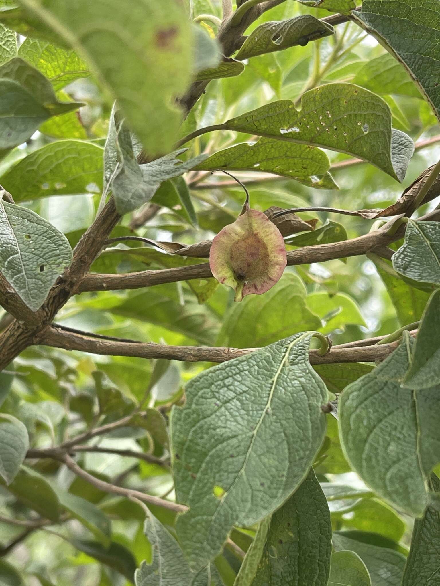 Sivun Terminalia phanerophlebia Engl. & Diels kuva