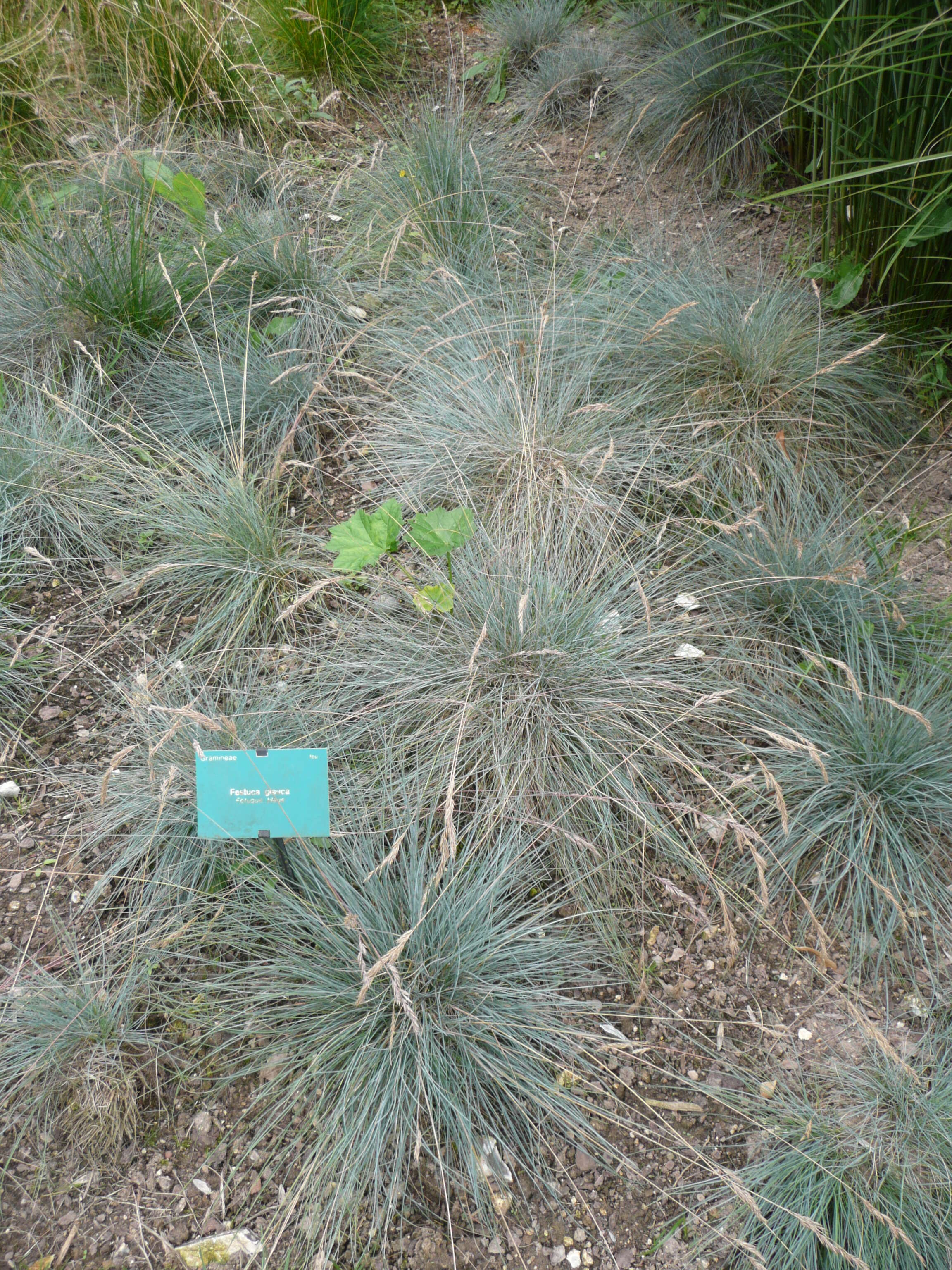 Plancia ëd Festuca glauca Vill.