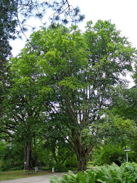 Image of Oriental Beech