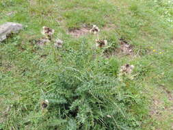 Image of Spiniest Thistle