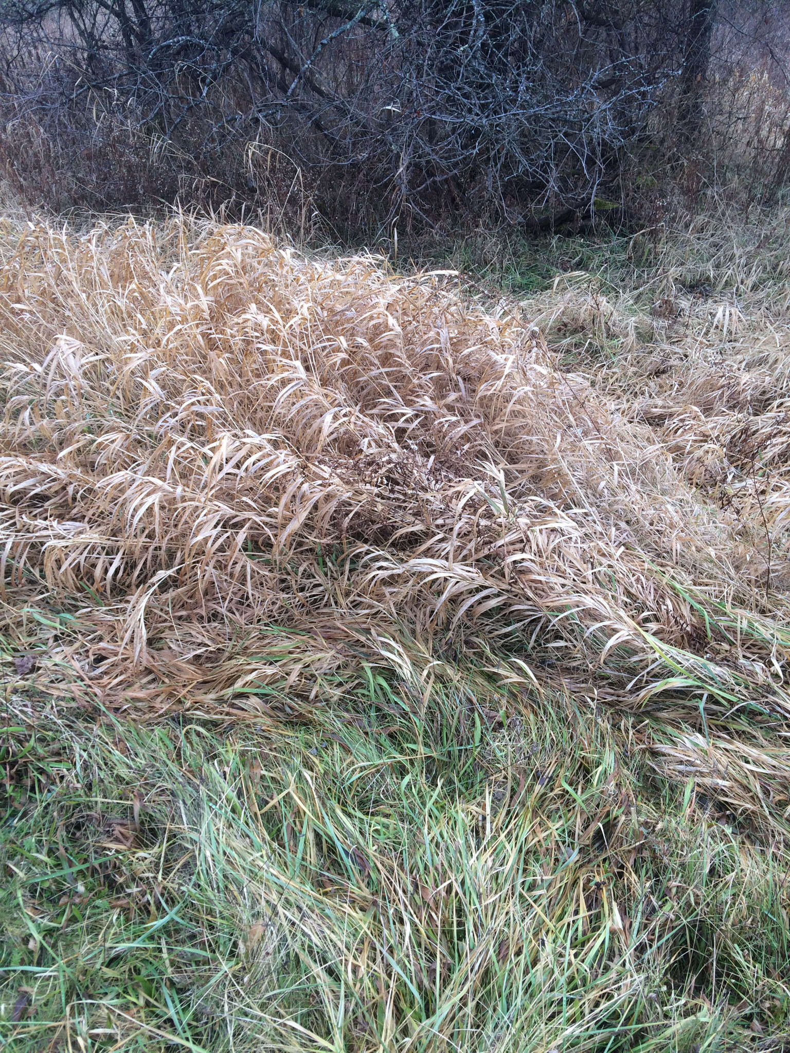 Plancia ëd Phalaris arundinacea L.