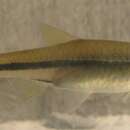 Rasbora steineri Nichols & Pope 1927 resmi