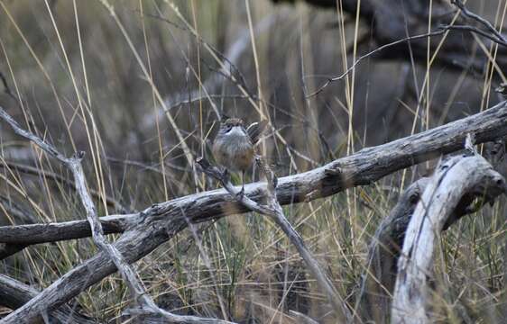 Image of Striated Grasswren