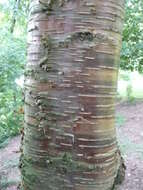 Image of Gray birch