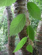 Image of Gray birch