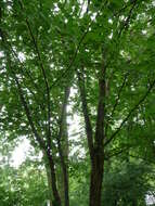 Image of Gray birch