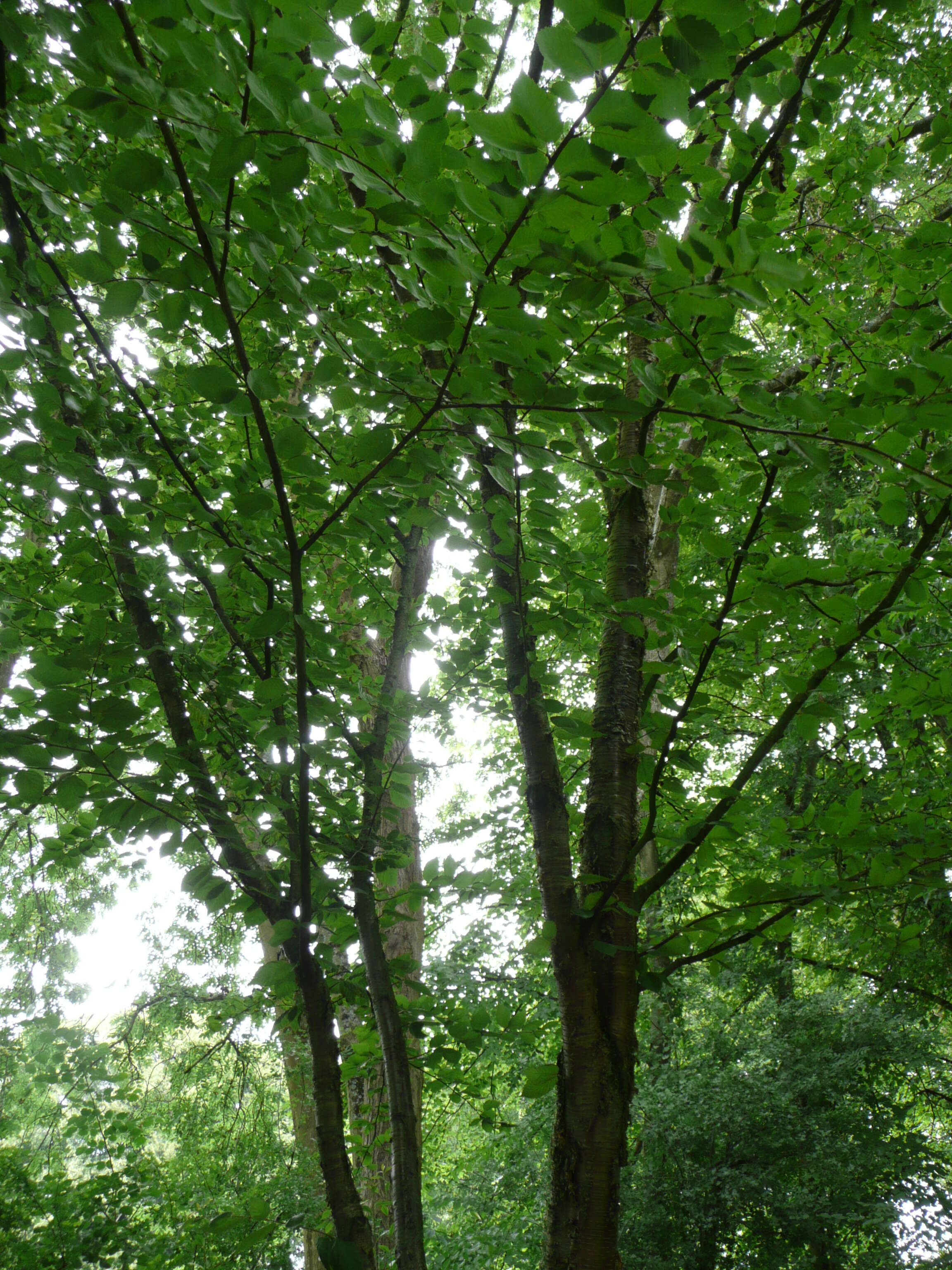 Image of Gray birch