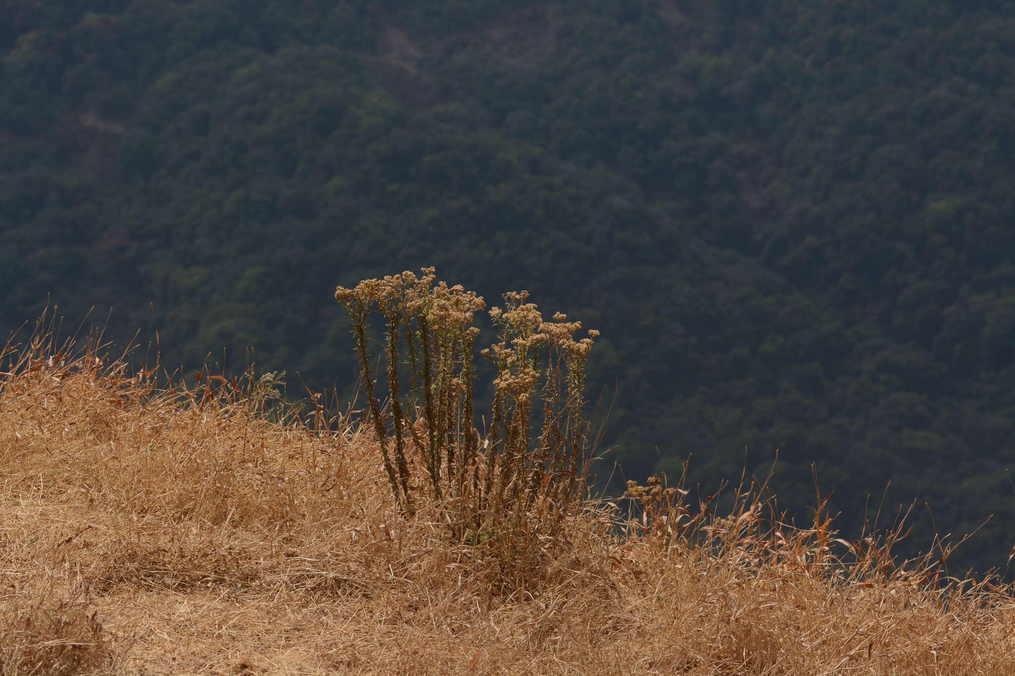 Image of Conyza stricta Willd.