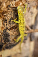 Image of Senegal Chameleon