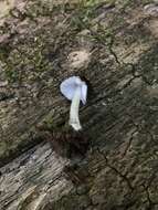 Image of Pluteus septocystidiatus Ševcíková, Antonín & Borovicka 2014