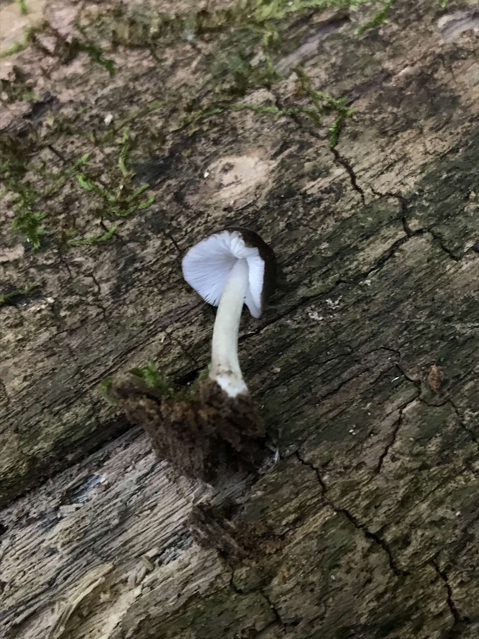 Image of Pluteus septocystidiatus Ševcíková, Antonín & Borovicka 2014