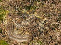 Image of Adder