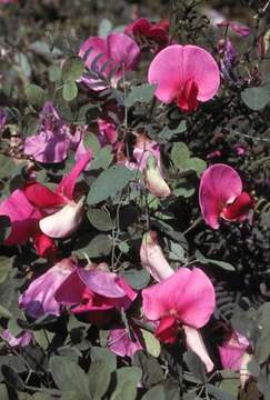 Lathyrus grandiflorus Sibth. & Sm. resmi