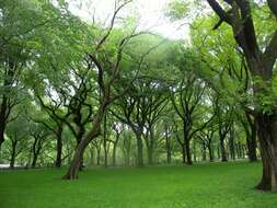 Image of American elm