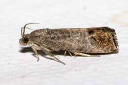 Image of codling moth