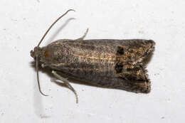 Image of codling moth