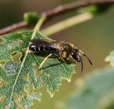 Image of Orange-legged furrow bee