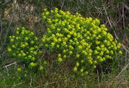 Image of Euphorbia hierosolymitana Boiss.