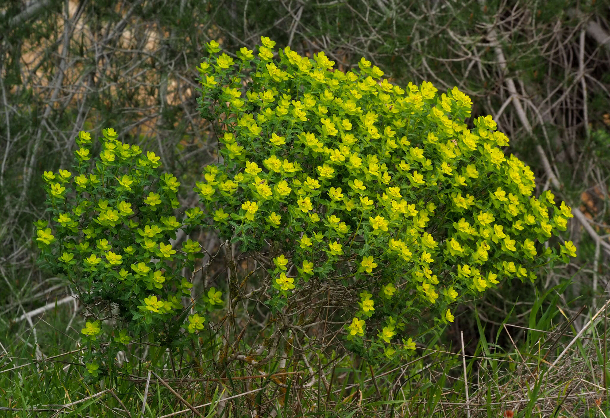 Image of Euphorbia hierosolymitana Boiss.