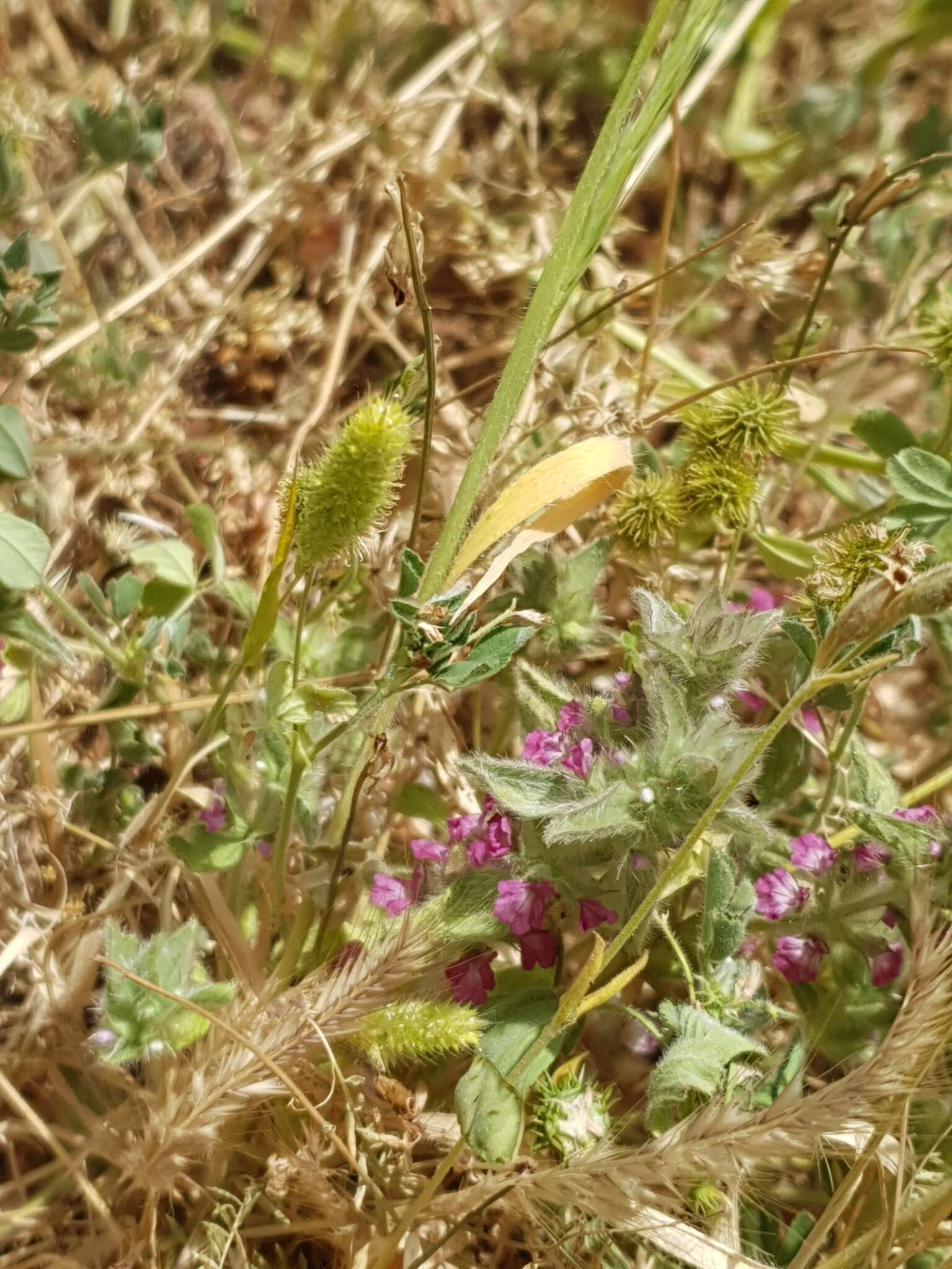 Image of Sideritis romana subsp. purpurea (Talbot ex Benth.) Heywood