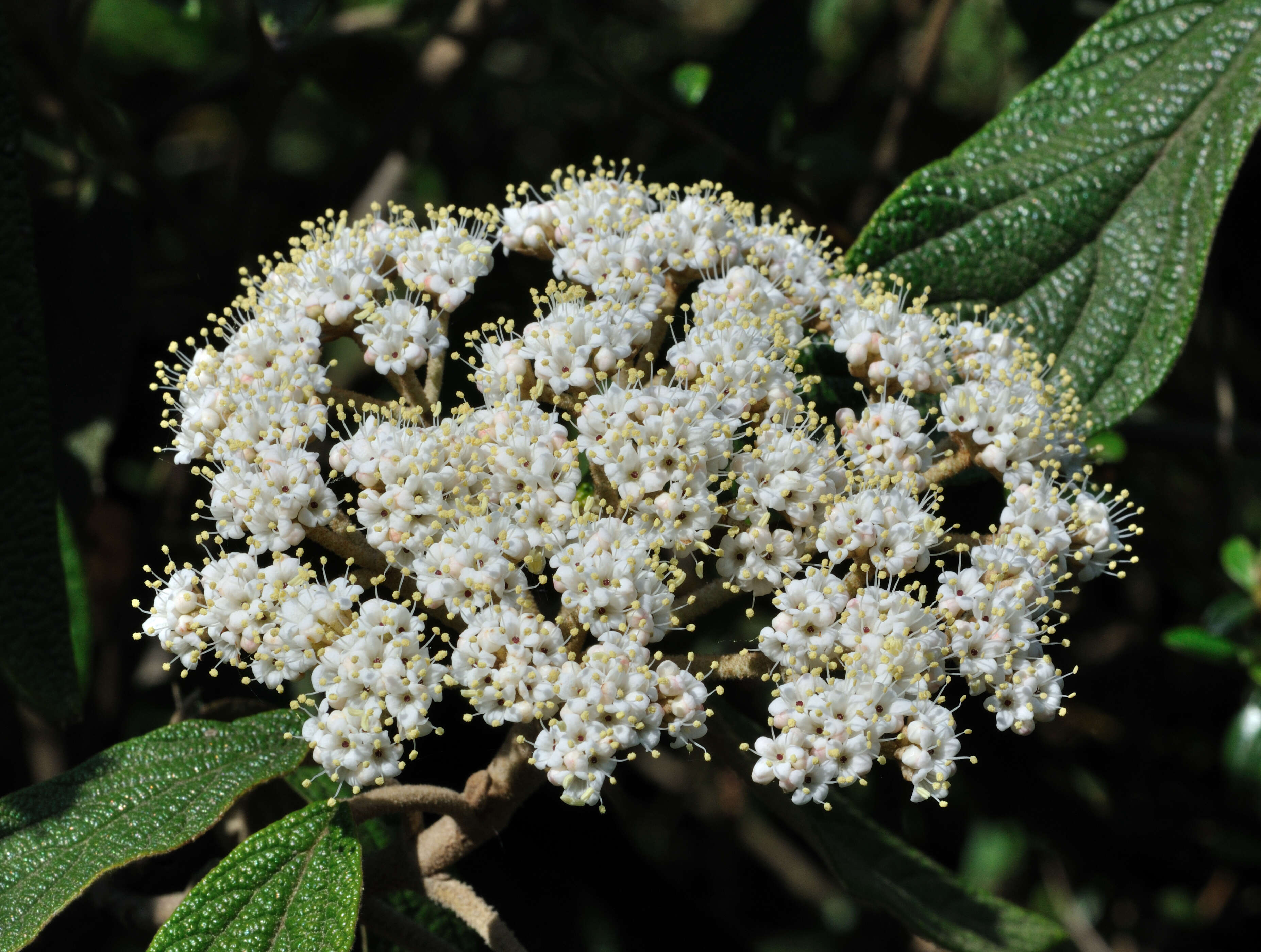 Plancia ëd Viburnum rhytidophyllum Hemsl. ex Forb. & Hemsl.