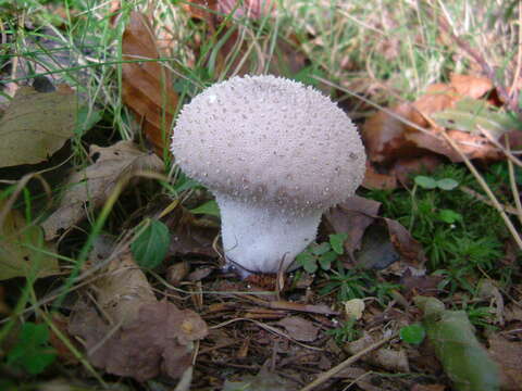 Imagem de Lycoperdon perlatum Pers. 1796