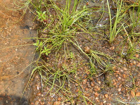 Image of blackfoot quillwort