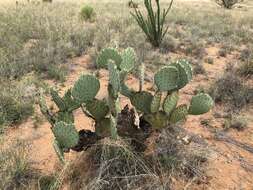 Plancia ëd Opuntia engelmannii var. engelmannii