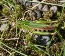 Image of Common green grasshopper