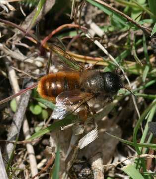 Image of Osmia rufa (Linnaeus 1758)