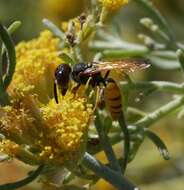 Imagem de Philanthus triangulum (Fabricius 1775)