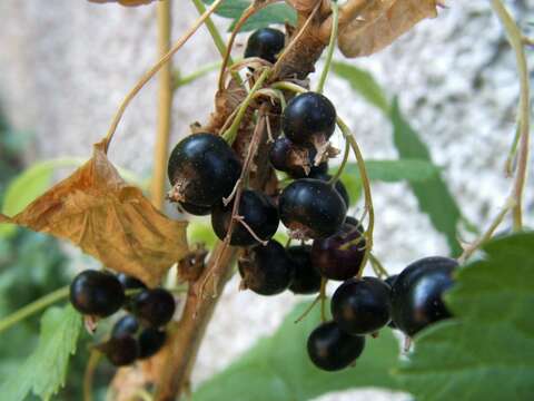 Image of Black Currant