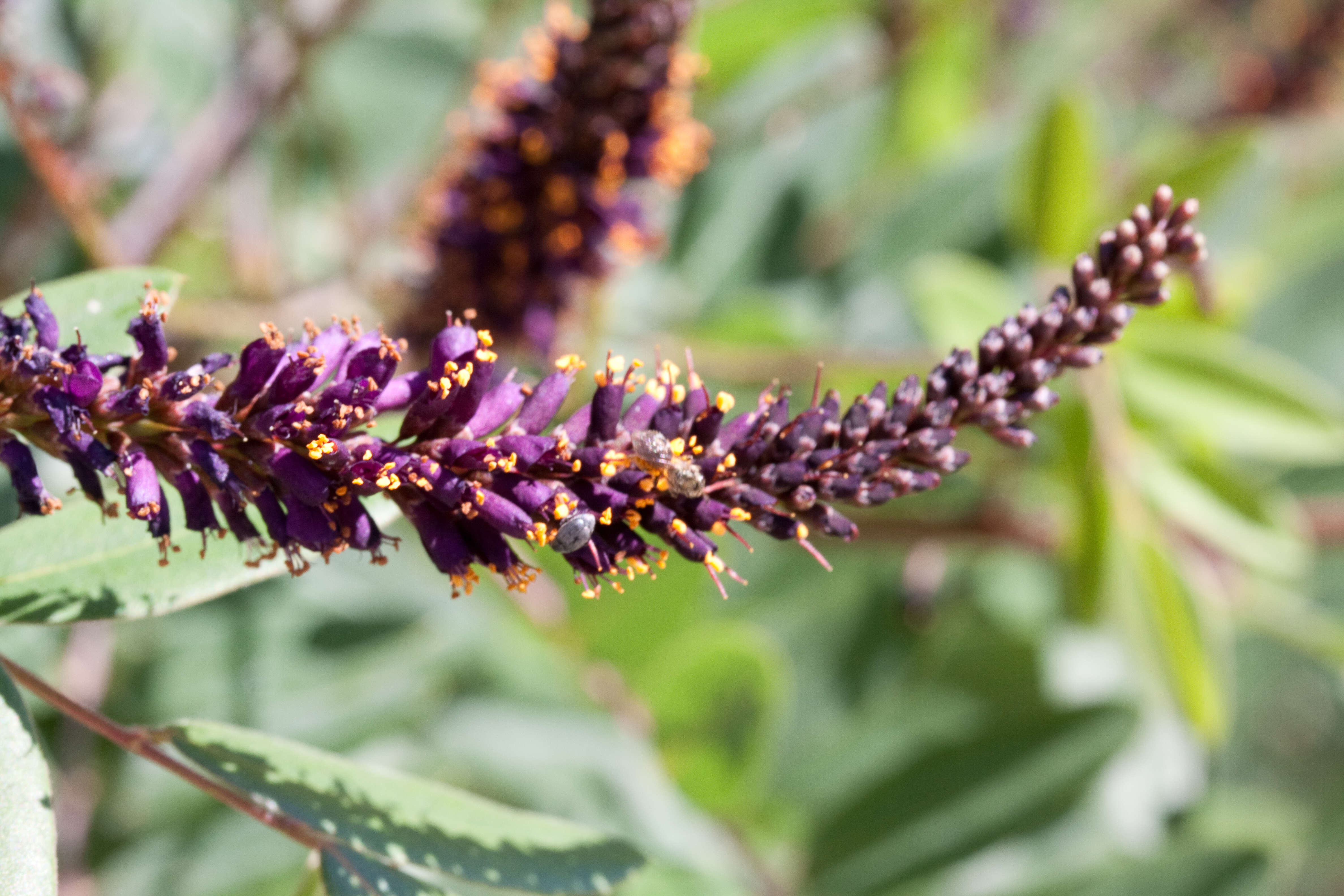 Image of leadplant